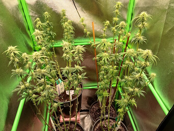 Growreport Bild 35