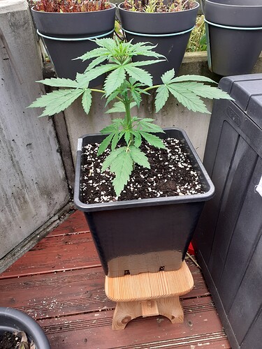 Growreport Bild 25