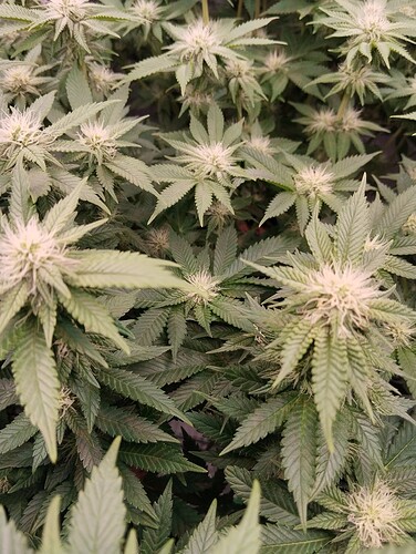 IMG_20250201_204854 - Kopie