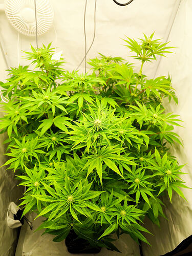 Growreport Bild 4