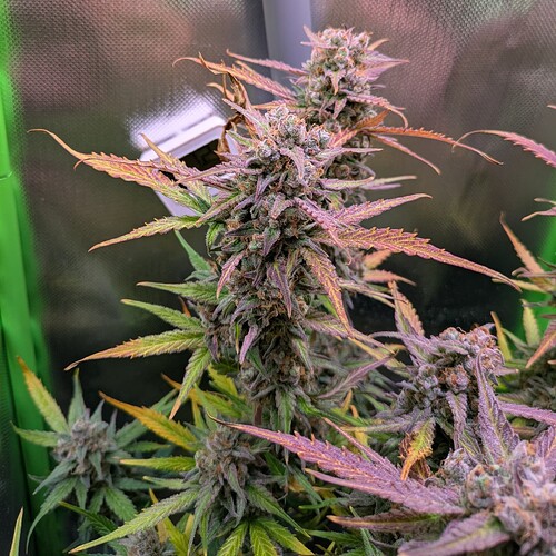 Growreport Bild 10
