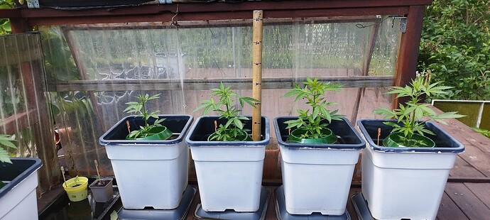 Growreport Bild 9