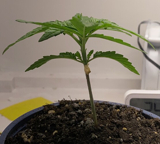 Growreport Bild 31