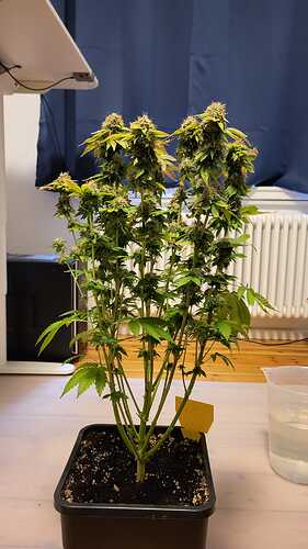 Growreport Bild 10