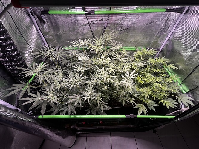 Growreport Bild 63
