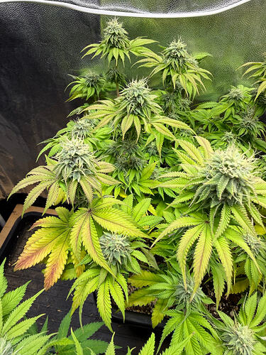 Growreport Bild 5