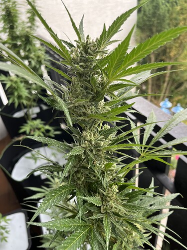Growreport Bild 3