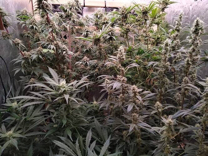 Growreport Bild 7
