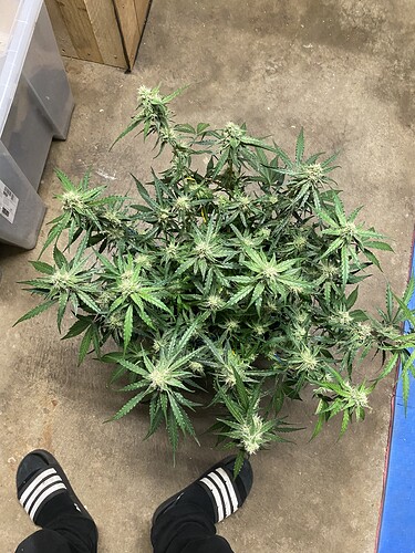 Growreport Bild 35
