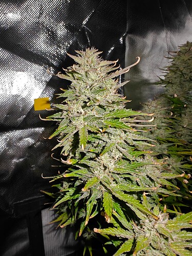 Growreport Bild 14