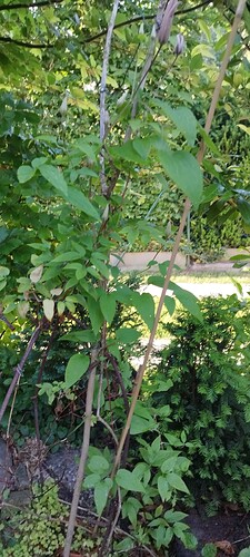 IMG_20240527_190745