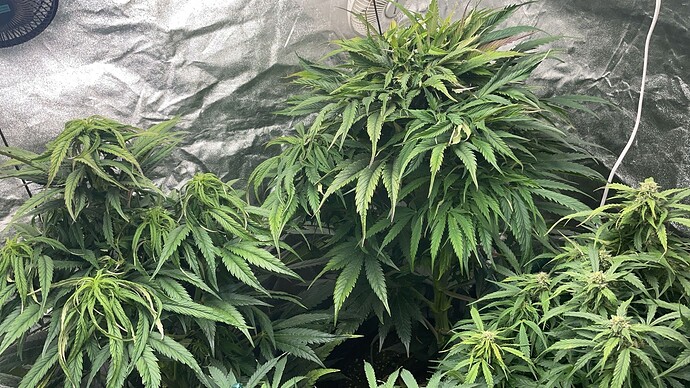 Drei Cannabis-Pflanzen in einem Growzelt während der Blütephase mit sichtbaren Blütenansätzen.
