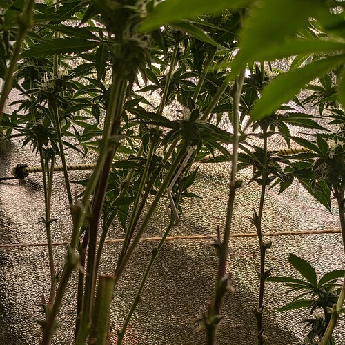 Growreport Bild 10