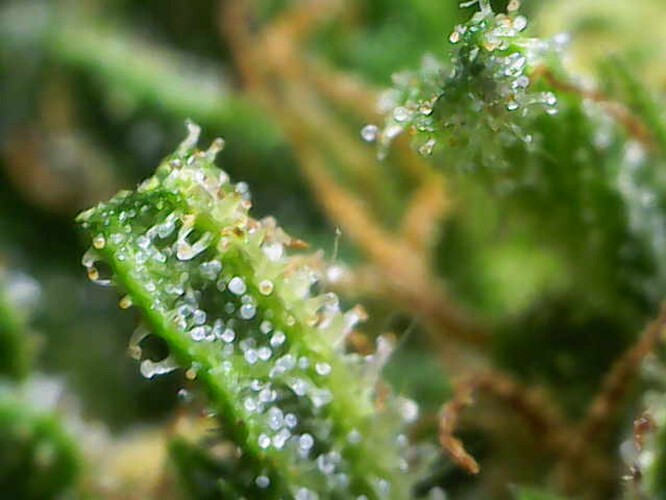 Growreport Bild 25