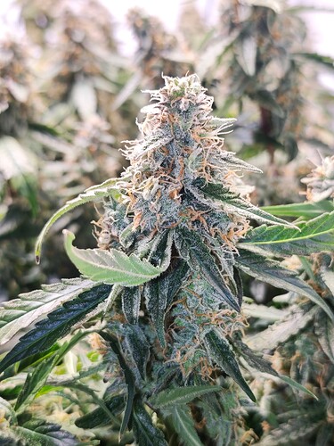 MVIMG_20251121_193628