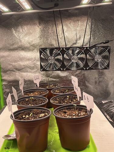 Growreport Bild 2
