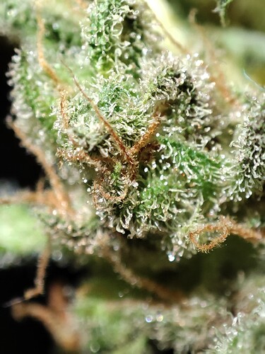 Growreport Bild 36