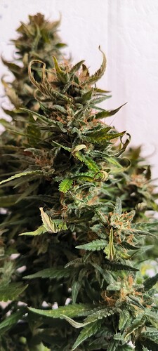 Growreport Bild 3
