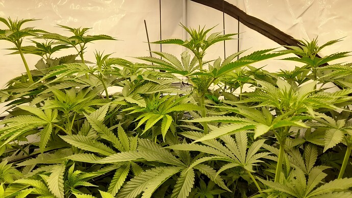 Growreport Bild 4