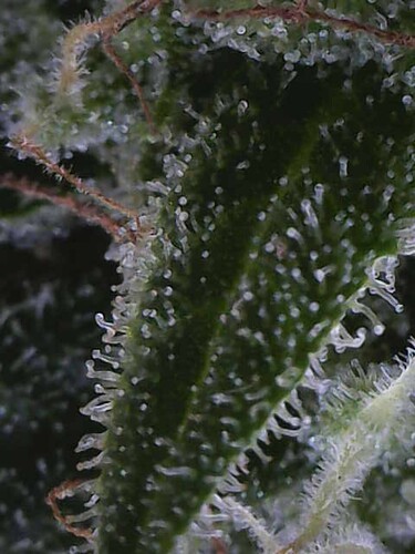 Growreport Bild 29