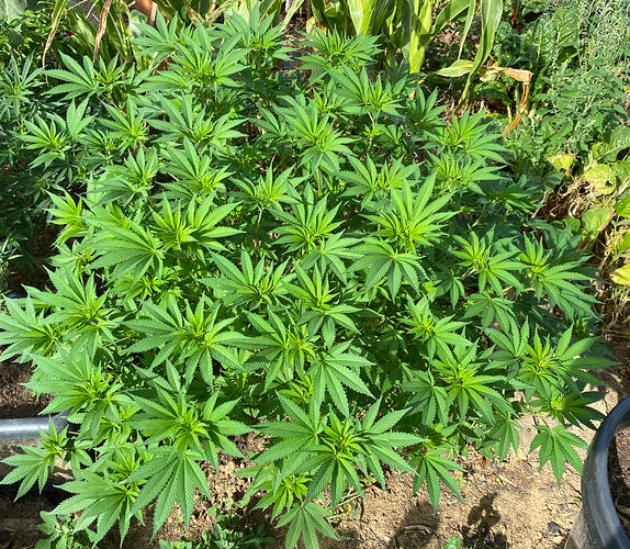 27.08.26. Lemon Haze in der Vorblüte