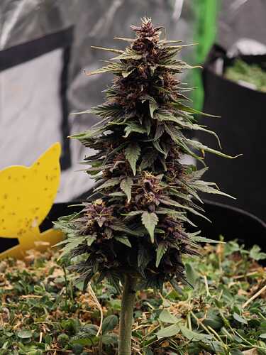 Growreport Bild 1