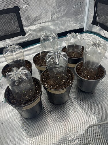 Growreport Bild 2