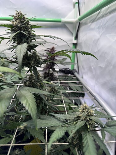 Growreport Bild 9