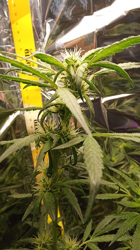 Growreport Bild 5