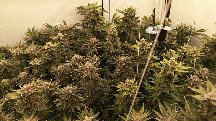 Growreport Bild 3