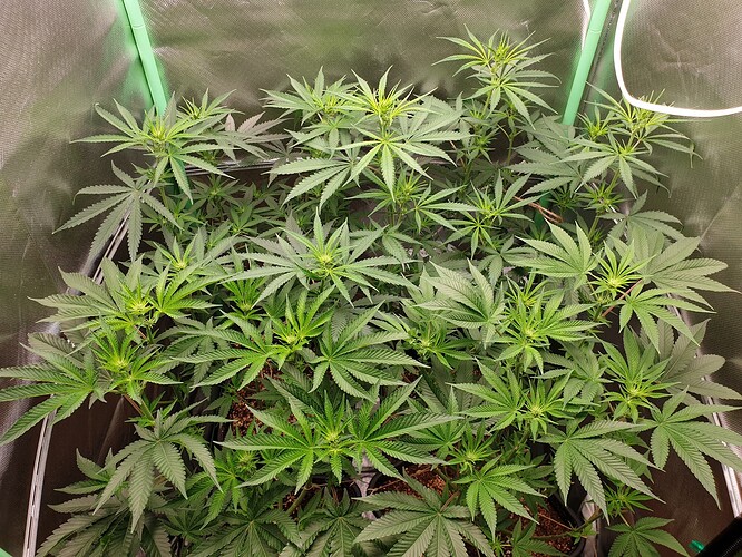 Growreport Bild 1