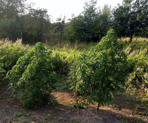 Growreport Bild 12