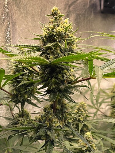 Growreport Bild 47