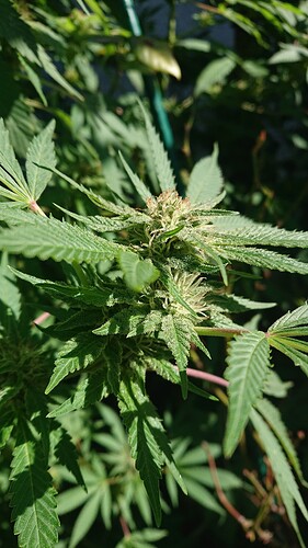 Growreport Bild 19