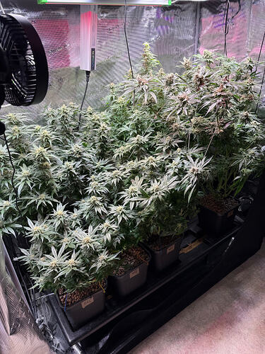Growreport Bild 31