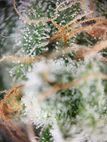 Growreport Bild 16