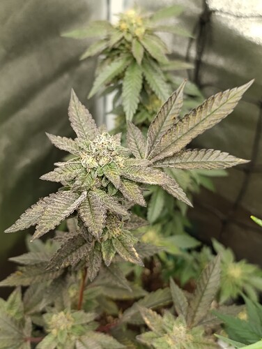 Growreport Bild 3