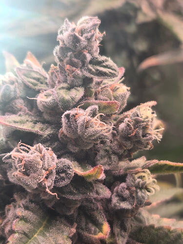 Nahaufnahme eines stark mit Trichomen bedeckten Cannabis-Buds der Sorte Cap Junky kurz vor der Ernte.