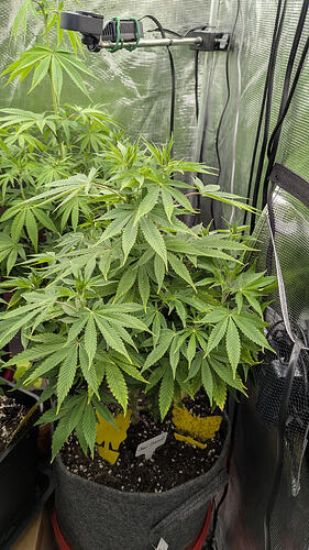 Growreport Bild 8