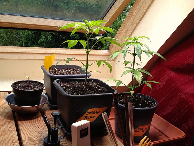 Vier Cannabis-Pflanzen in verschiedenen Wachstumsstadien auf einer Fensterbank, darunter eine Durban Poison und eine Mexican Sativa.