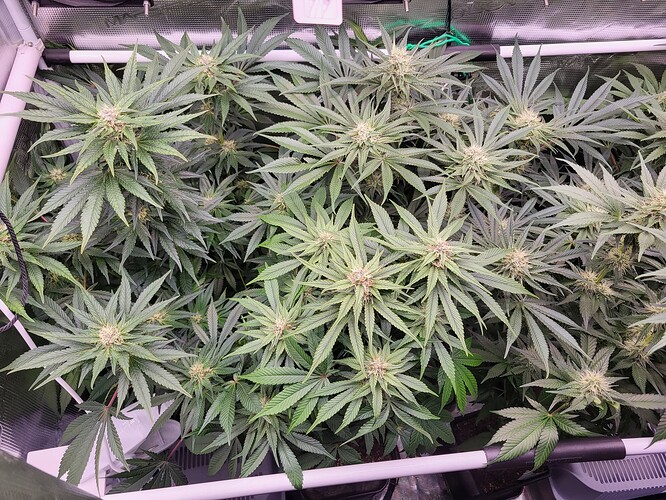 Growreport Bild 2