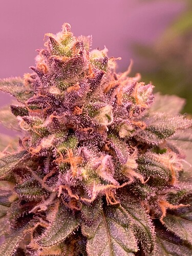 Growreport Bild 15