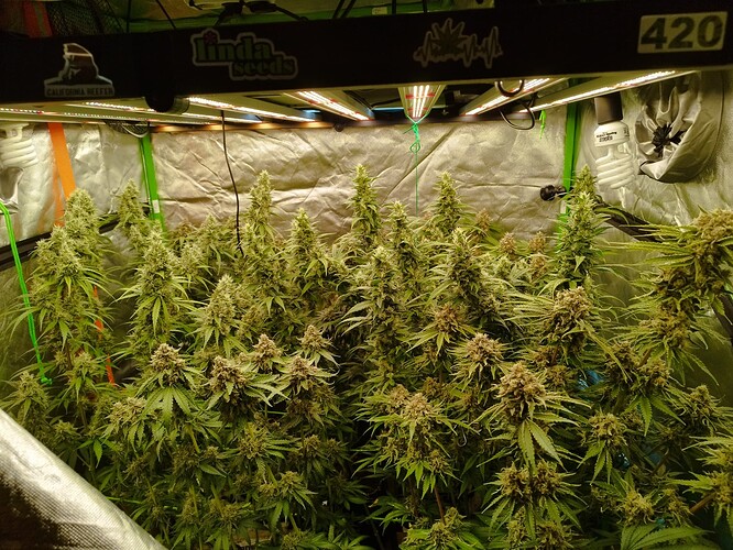 Mehrere reife Cannabispflanzen mit dichten Blütenständen in einem Growzelt unter LED-Beleuchtung.