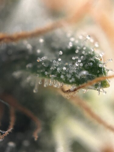 Growreport Bild 5