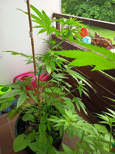 Growreport Bild 1