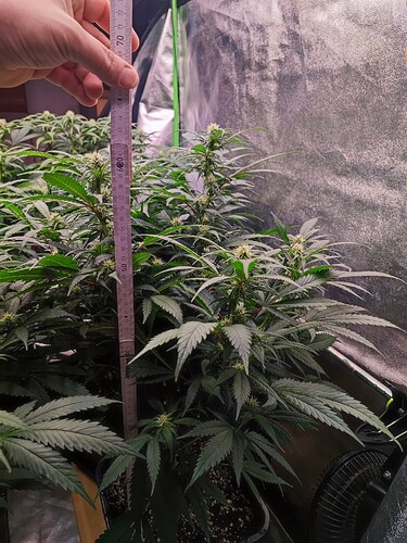 Growreport Bild 9