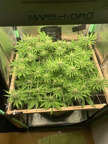Growreport Bild 2