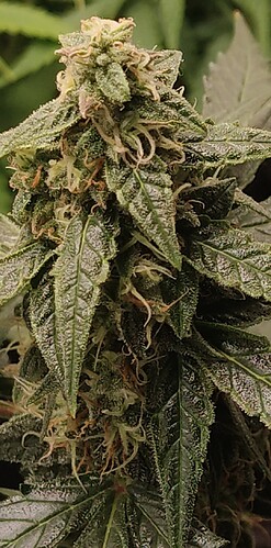 Growreport Bild 4