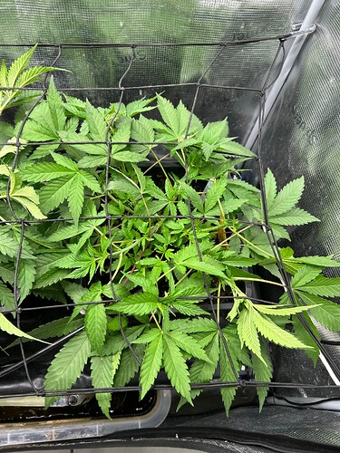 Growreport Bild 46