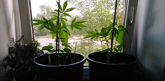 Growreport Bild 1